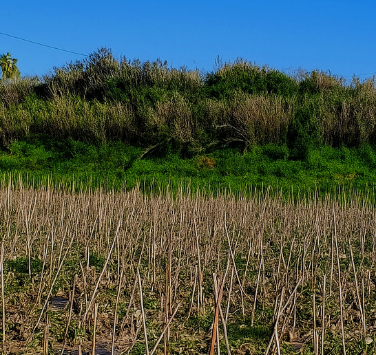 Phoenician Morro de Mezquitilla